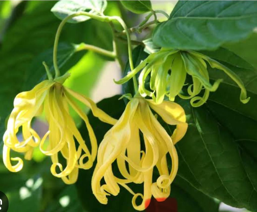 Botanical ingredients